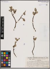 Foto von Salix caprea L.
